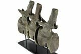 Three, Large Articulated Camarasaurus On Metal Stand - Colorado #77931-4